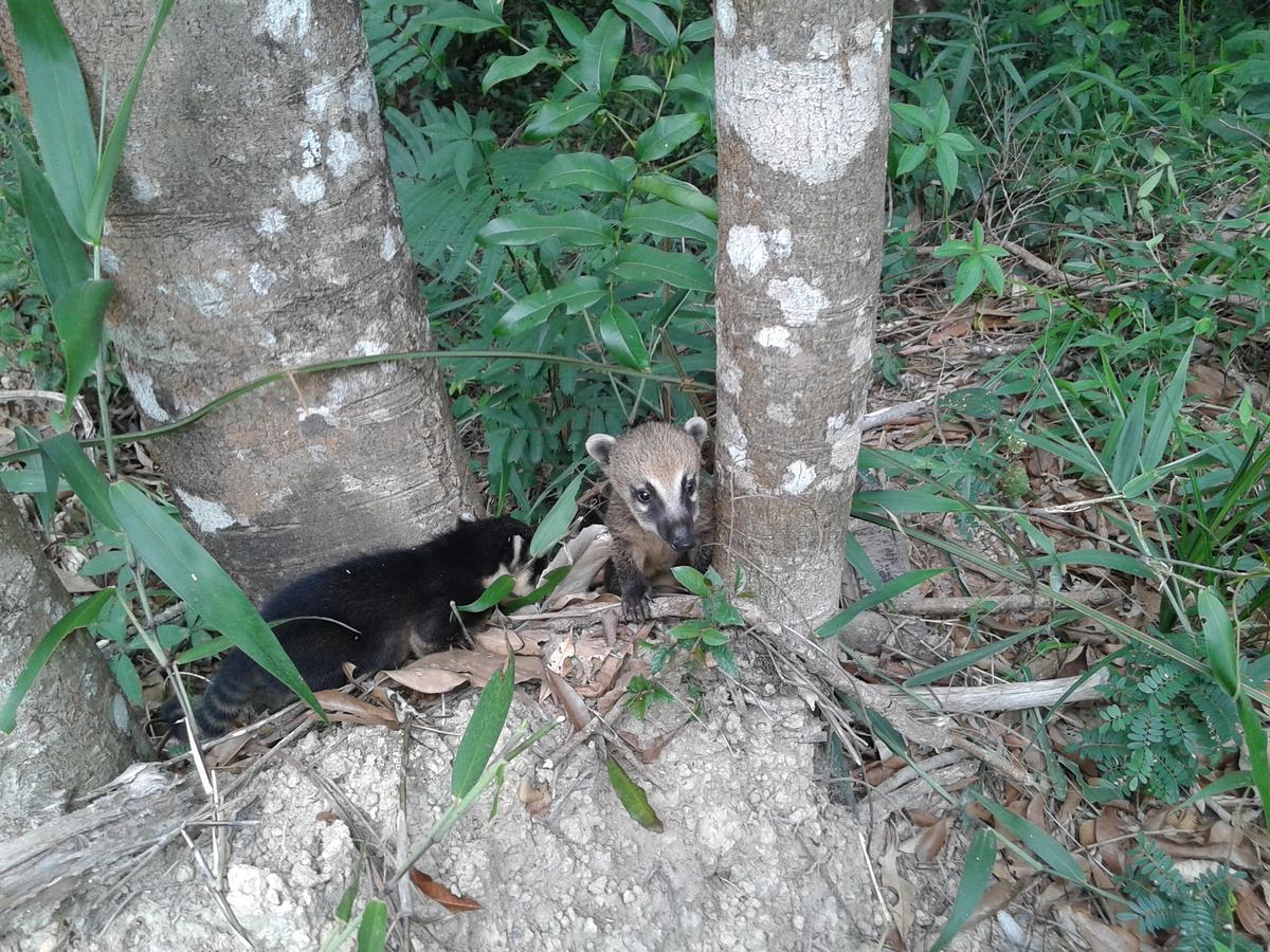Sossego Da Mata Villa ซานโต อันโตนิโอ โด เลที ภายนอก รูปภาพ
